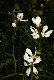 Poncirus trifoliata RCP4-2015 373.JPG